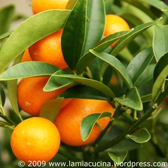 Kumquats ?