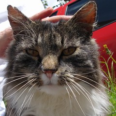 Dorfkönig von Lü