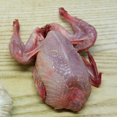 kopflose Wachtel