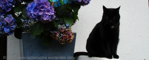 Rasputin von Blumenstein