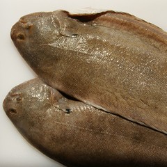 Der Fische Anblick