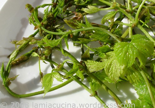 Hopfensprossen