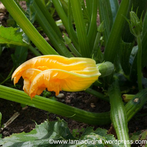Zucchiniblüte 2013 08 03_1253