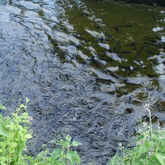 Sömmerlinge im Wasser