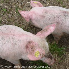 Kochtopf_Schwein0_ 2008 06 24_3205