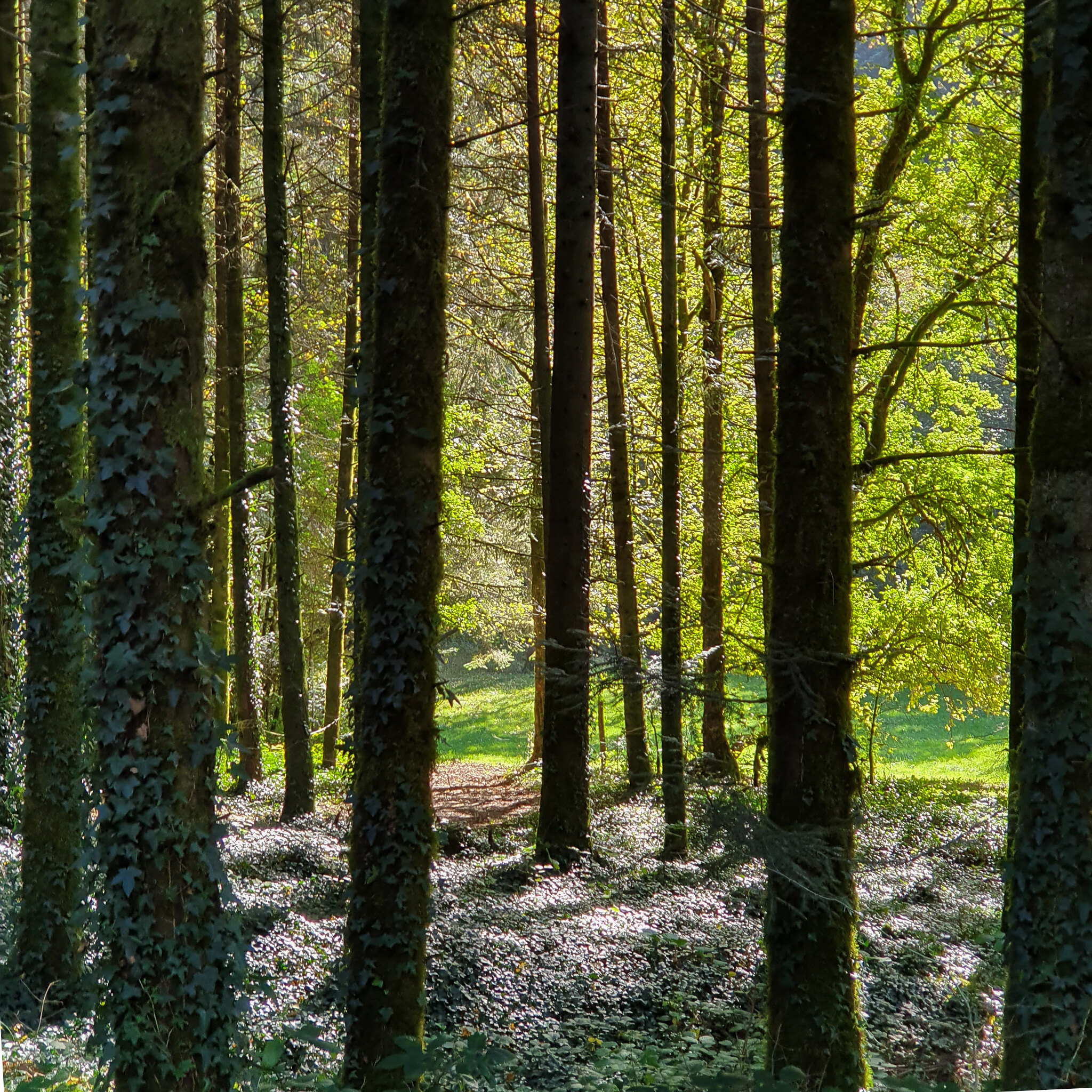 Doubs(28) 20191014_150704