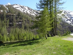 Lärchen im Val Bedretto