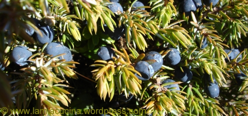 Wacholderbeeren