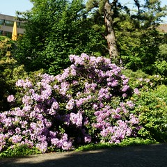 CH-4056 Unispital Basel Rhododendren