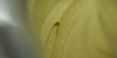 Vanilleglacé 5_2009 06 05_0504
