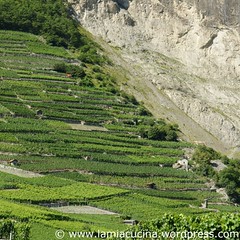 Schweizer Weine 2_2009 08 04_1917