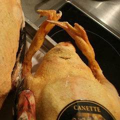 Canette Prince de Dombes