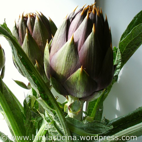 Carciofi spinosi