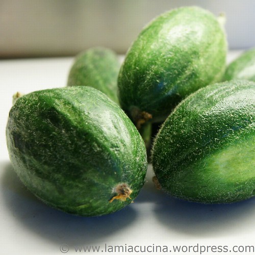 Meloncelle 0_2010 07 02_7832