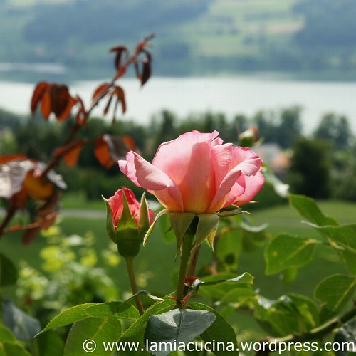 CH-6284 Gelfingen Schloss Heidegg 3_2010 08 11_8760