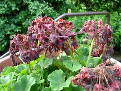Geranien in voller Blüte