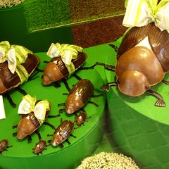 Honold: Aprilkäfer