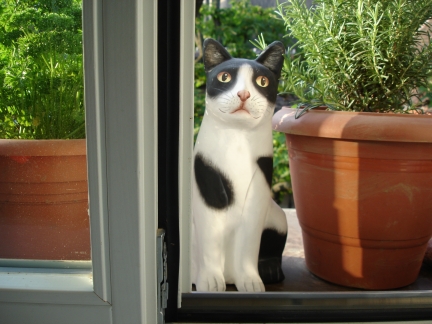 Buesi between parsley and rosemary