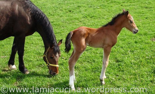 Kinderueberraschung_2008_2141