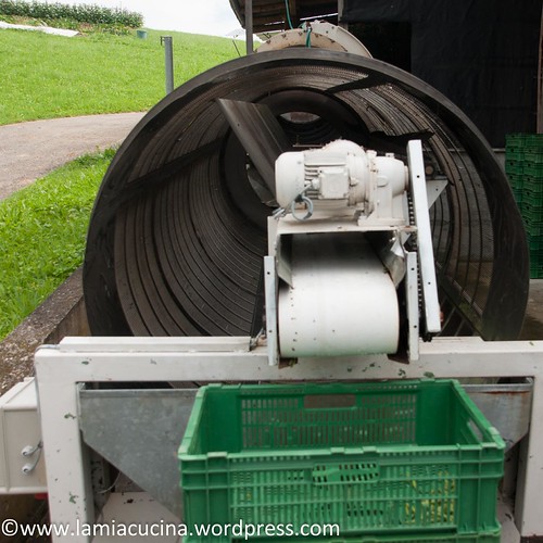 Dörrbohnen 2014 08 07_5170