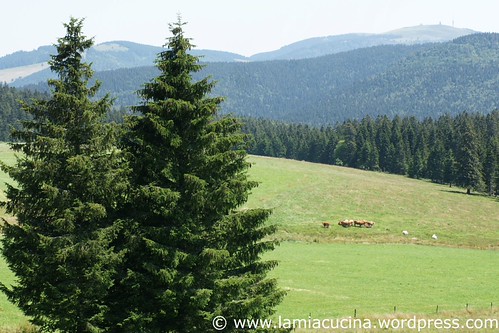 D-79219 Staufen 9_2011 07 12_4866