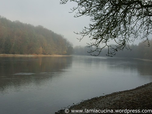 Rotkraut 4_2009 11 19_3758
