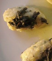 Malfatti