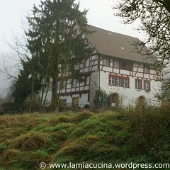 Rotkraut 3_2009 11 19_3756