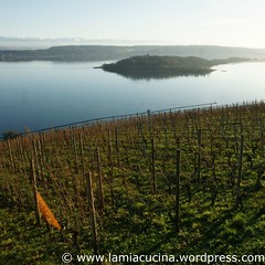 Schweizer Weine 4_2009 12 09_4007