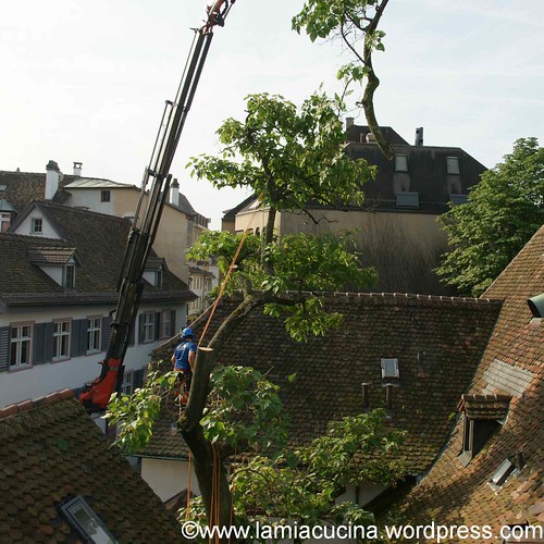 Baum 1_2012 07 04_5954