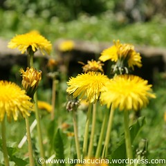Löwenzahnrisotto 1_2010 05 24_7243