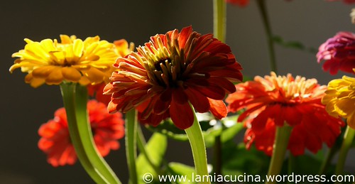 Geburtstagsblumen 0_2009 08 07_1825