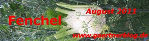 Garten-Koch-Event August 2011: Fenchel [31.08.2011]