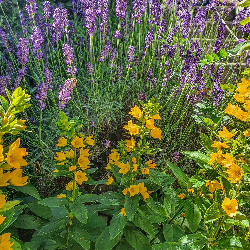 Lavendel 20200707_161528