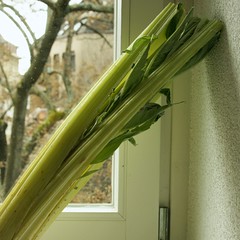 Kardy, die Gemüsekeule