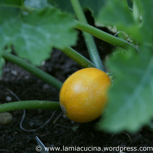 Landleben 7_2011 07 15_4954