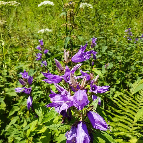 Doubs(17) 20180713_114058