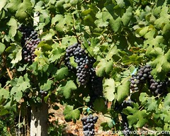 Schweizer Weine 3_2009 09 08_2507