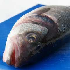 Fisch im Schnee
