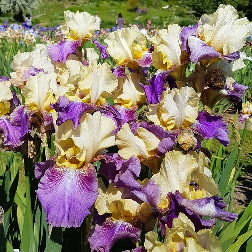 Irisblüte 20170528_105037