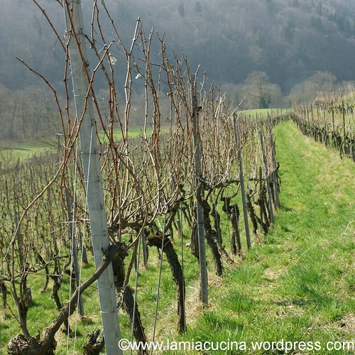 Biowein 1_2012 03 23_3977