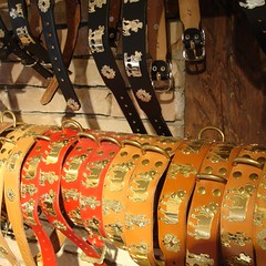 für Appenzeller Hunde