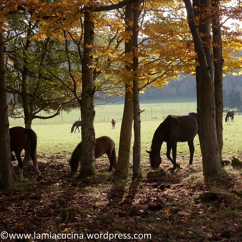 Im Jura 2013 10 22_2052