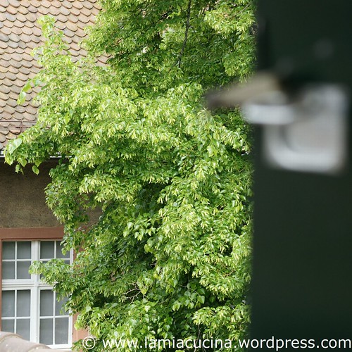 Küchenausblick 2_2011 04 29_3436