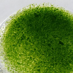 Chlorophyll1_2008 08 30_4335