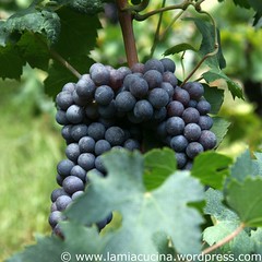 Veltlin 2_2010 08 30_9744