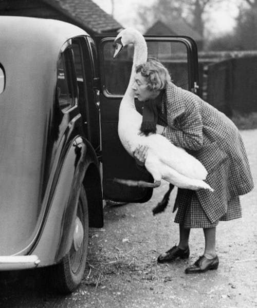 Swan In a Car, 1936, William Vanderson