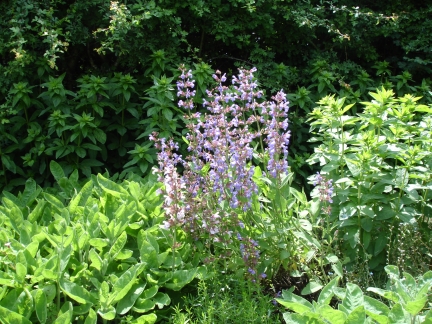 Gartenstrafkolonie