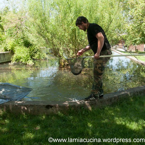 Zander mit Linsen 2013 06 13_0639