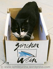 zorroimzürcherwein_redc